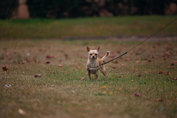 Découvrez les meilleurs sentiers canins pour des aventures mémorables !