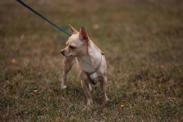 Achat d'un arbre à chat : conseils pour trouver le modèle parfait