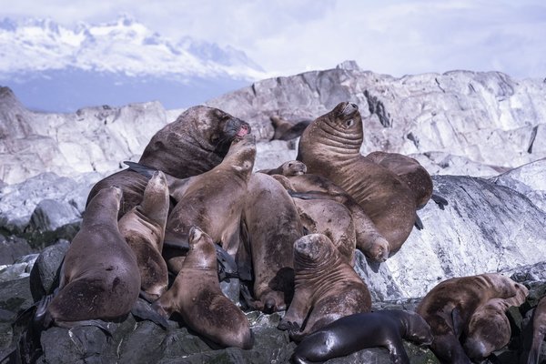 Comment les sanctuaires animaliers participent-ils à la conservation ?
