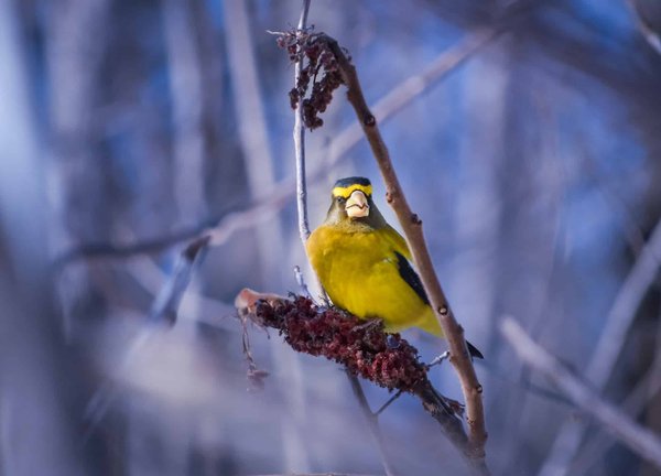 Oiseaux chanteurs en tant qu'animaux de compagnie : un guide complet