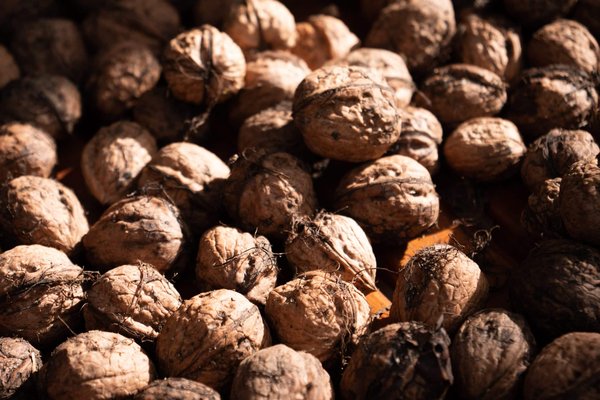 Comment choisir le bon type de nourriture pour mon chien ?