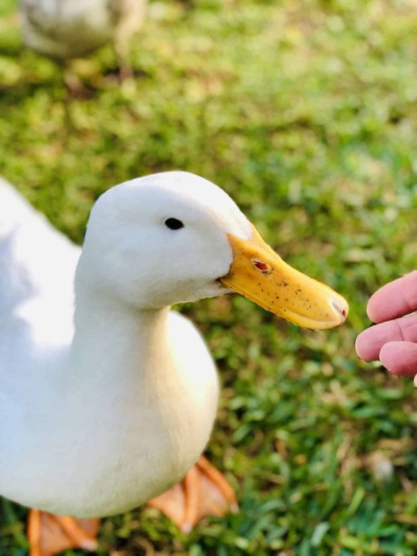 Comment prévenir et gérer l'agressivité chez les perroquets ?