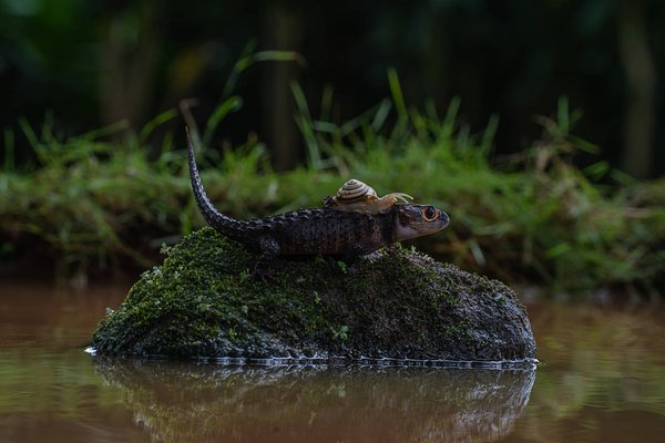 Les crocodiles : des prédateurs redoutables des marais