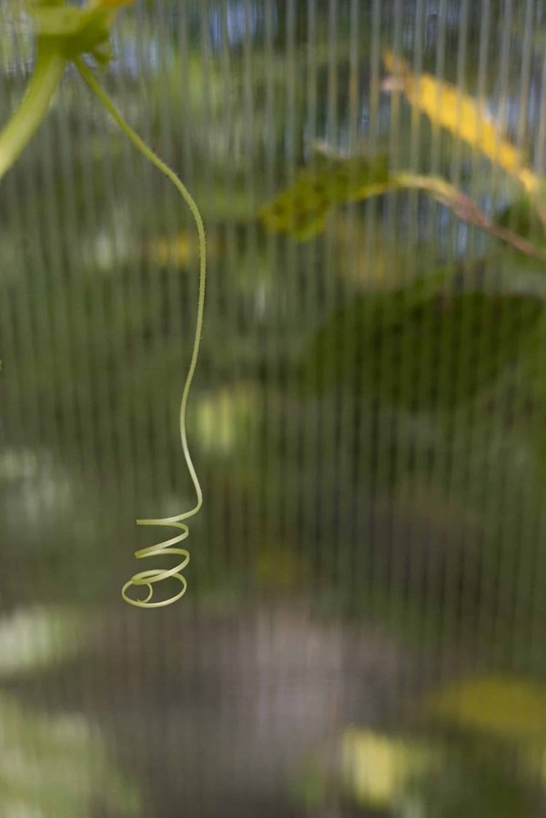 Comment les caméléons changent-ils de couleur et pourquoi ?