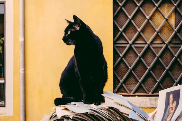 Comment optimiser l'espace de vie pour plusieurs chats dans un petit appartement ?
