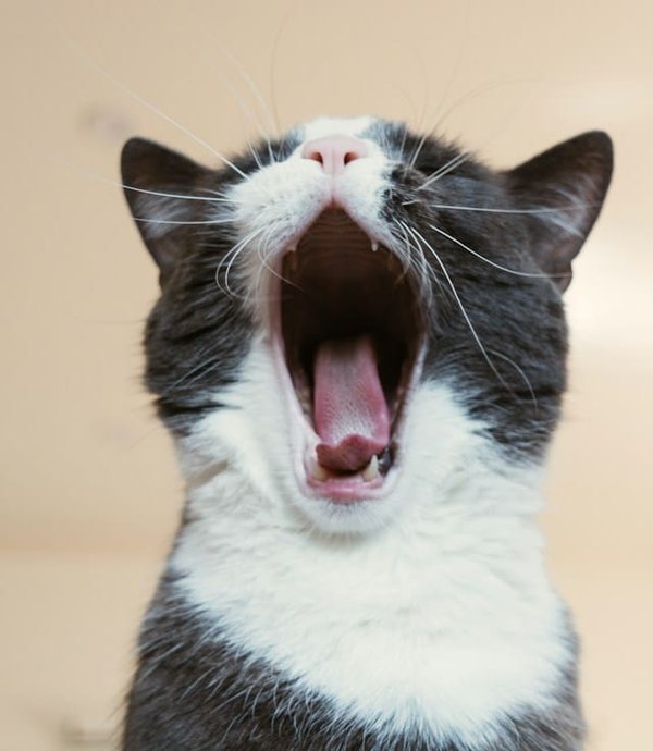 Quels types de musique sont apaisants pour les chats ?