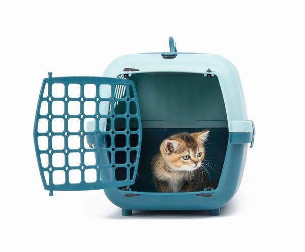 Sac de transport pour chat : pourquoi acheter cet accessoire ?