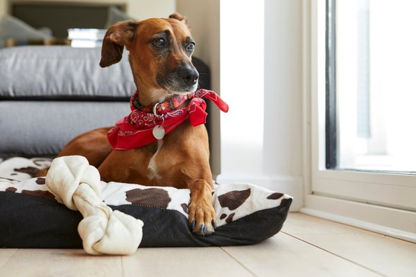 Top 5 raisons d'opter pour un panier chien orthopédique