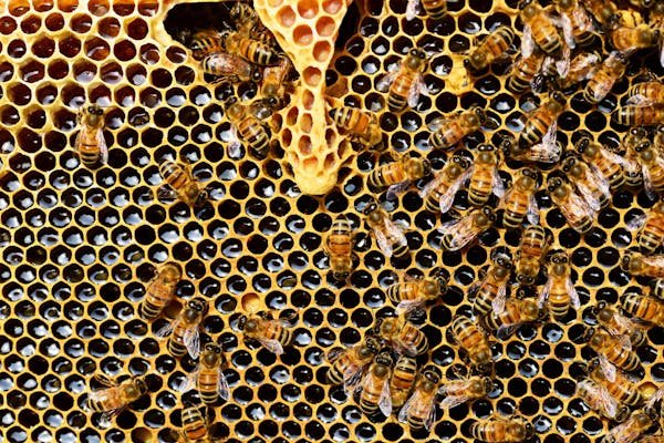 Essaim d'abeilles : les meilleures options pour débuter sereinement