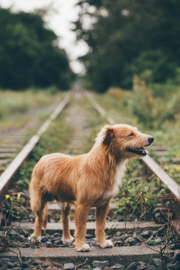 Explorez le cani trail : aventures et moments inoubliables !